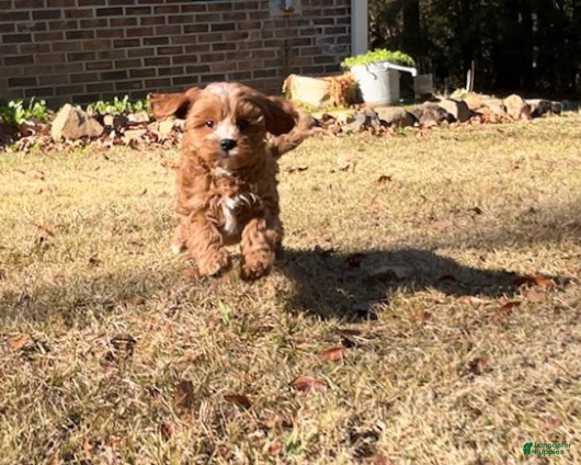 Cavapoo dogs Gigi  - Ad 2