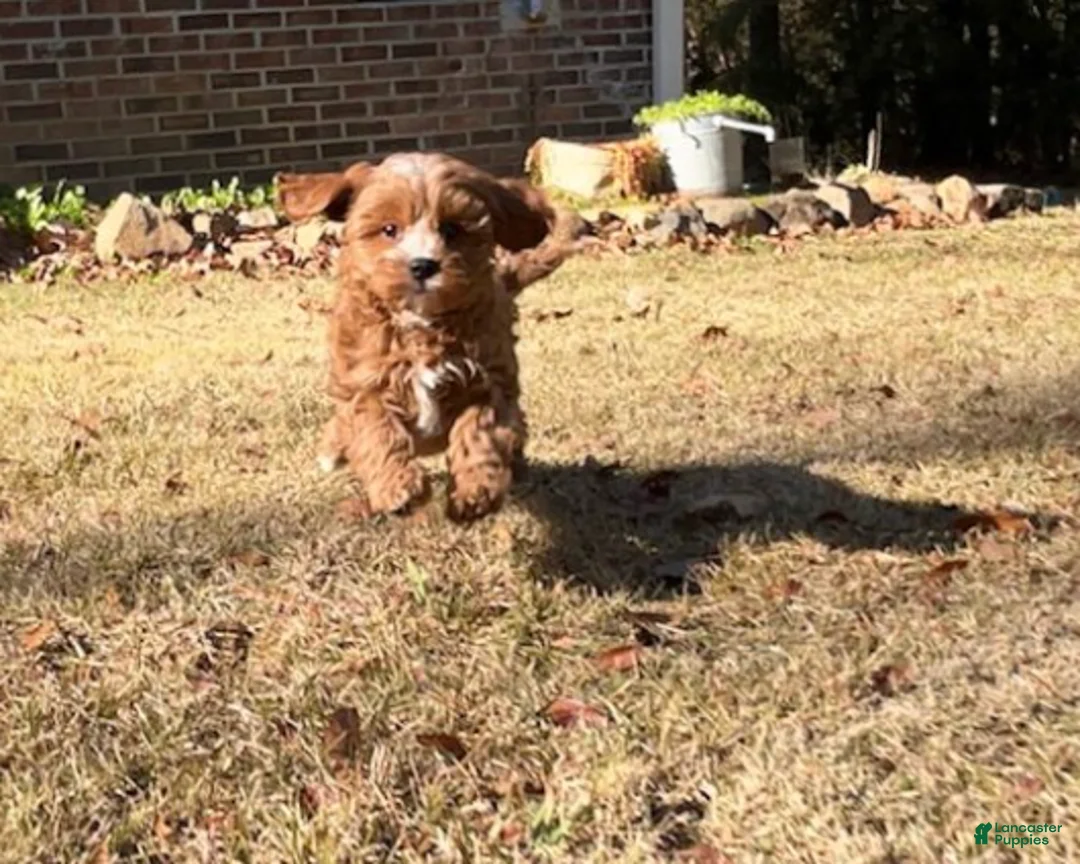 Cavapoo dogs for sale: Gigi  - Ad 2