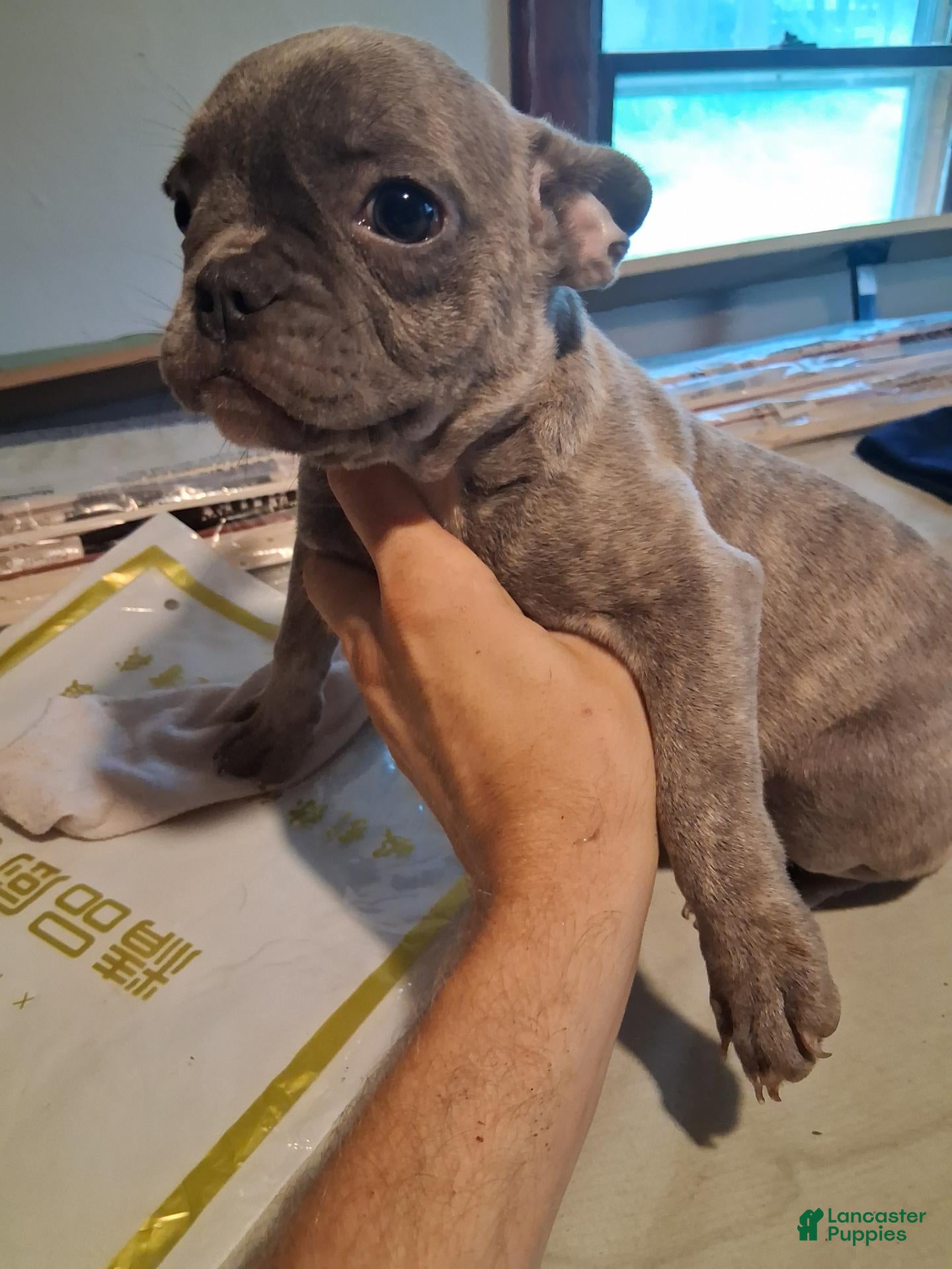 French Bulldog dogs Bluey - Ad 20