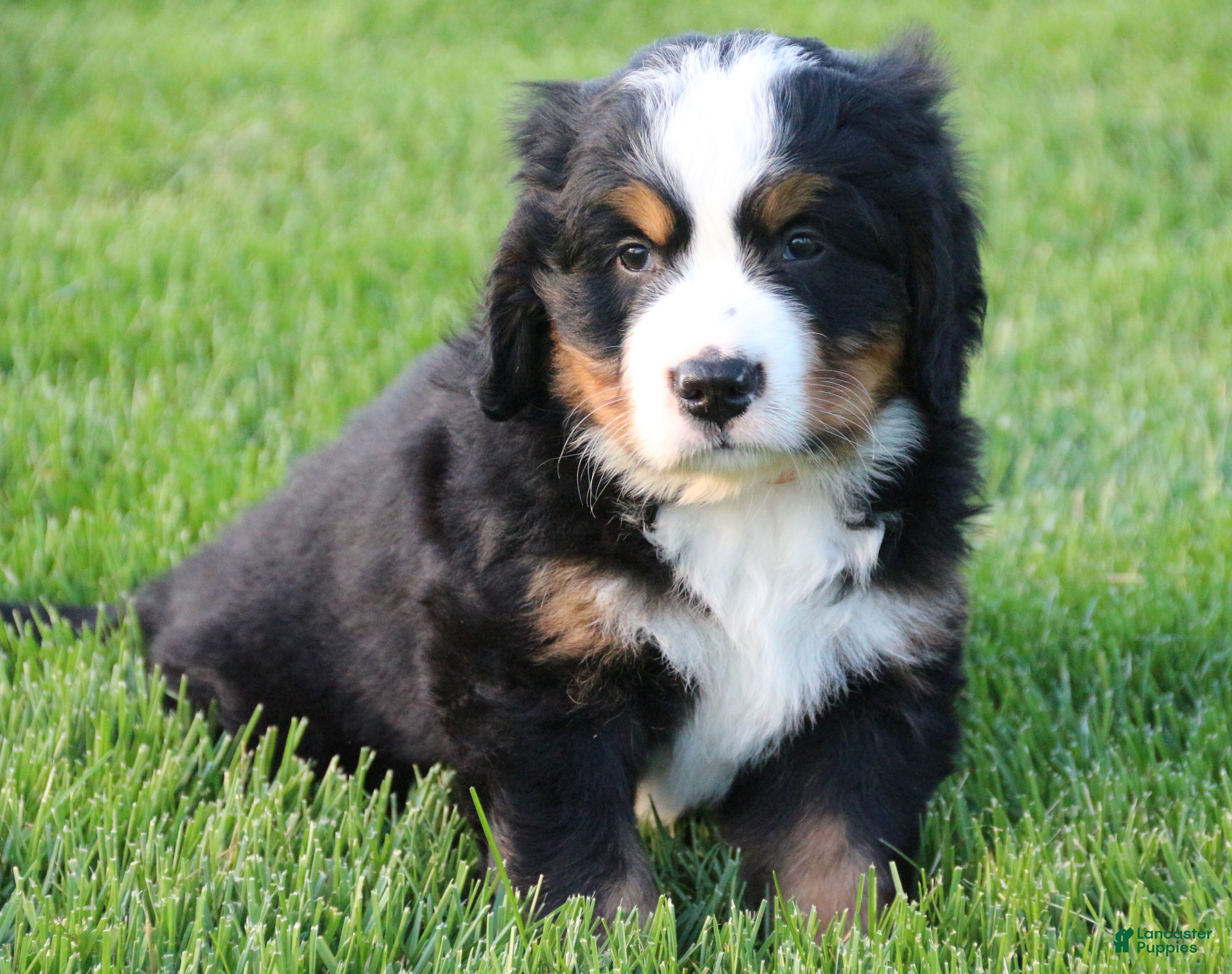 Bernese Mountain Dog dogs Timber - Ad 1