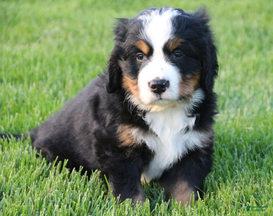 Bernese Mountain Dog dogs for sale: Timber - Ad 1