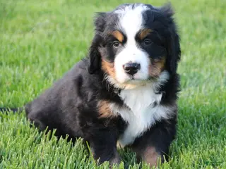 Bernese Mountain Dog dogs for sale: Timber - Ad 1