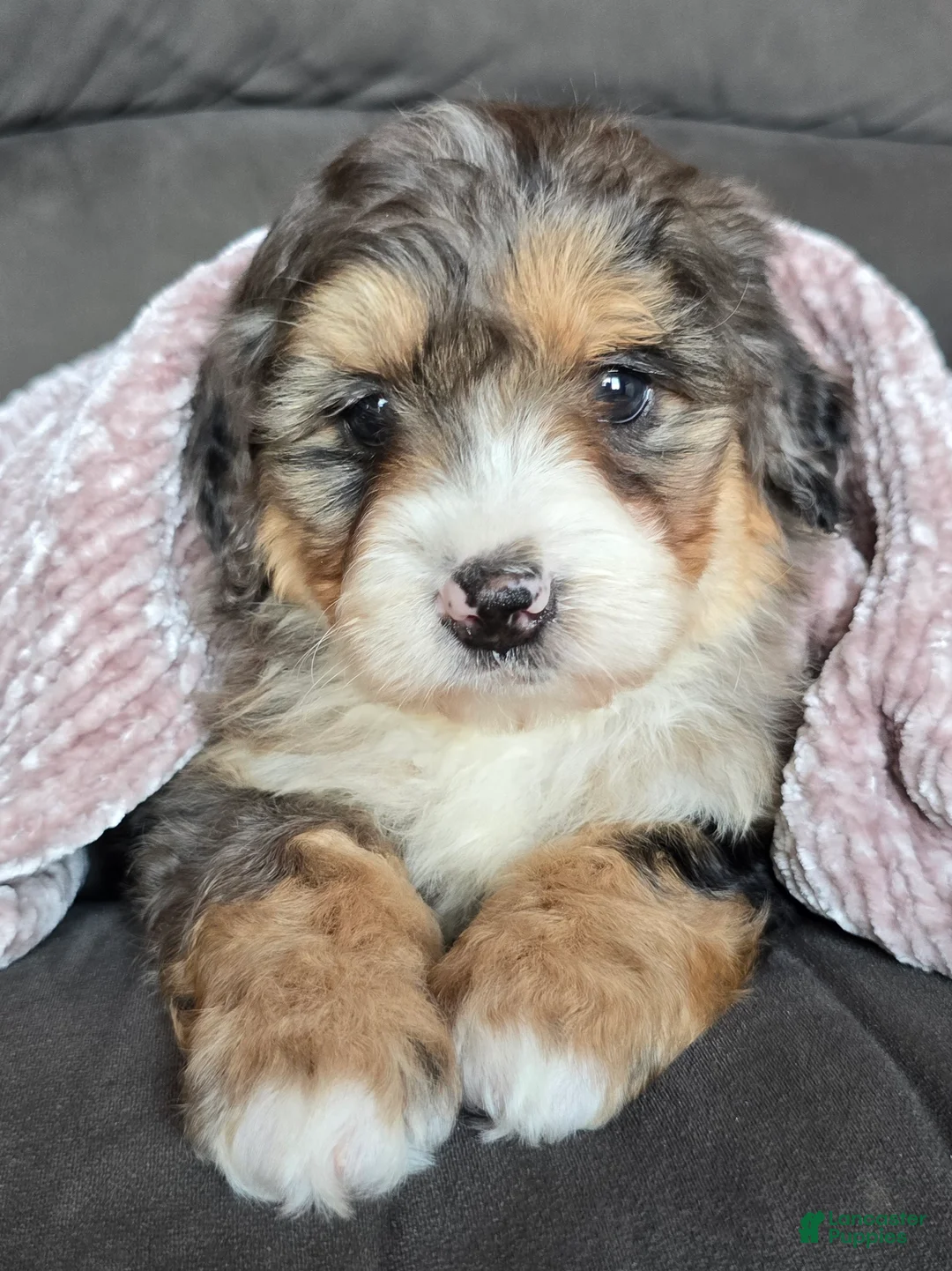 Mini Bernedoodle dogs for sale: Mini Bella - Ad 7
