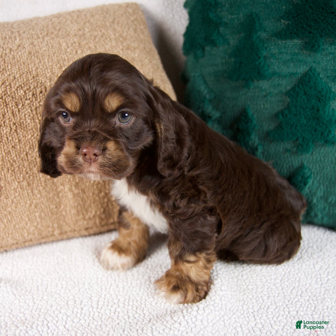 Cocker Spaniel dogs for sale: Rocky - Ad 8