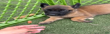 Belgian Malinois Puppy 10