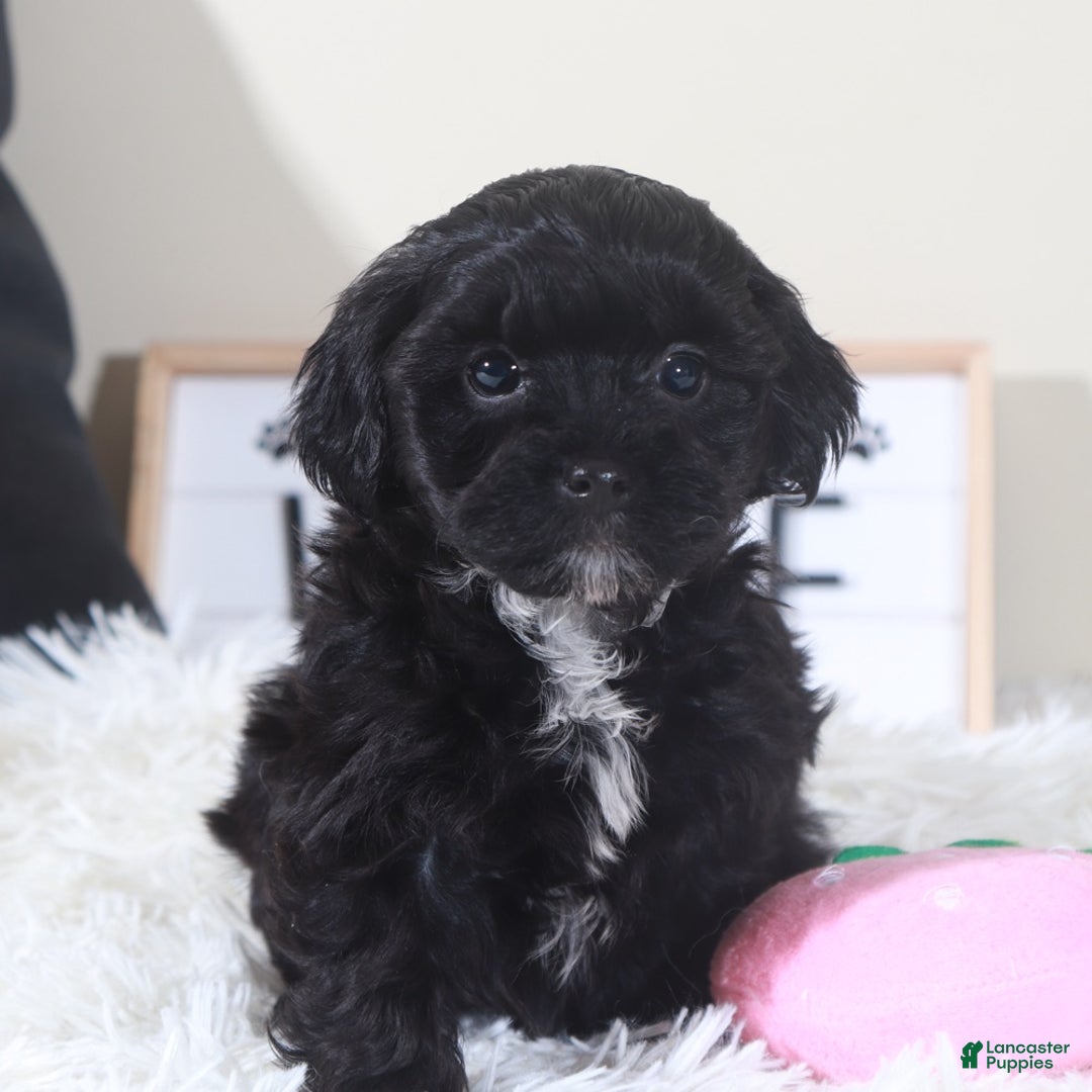 Shihpoo dogs for sale: Shihpoo Puppy Black Beauty - Ad 3
