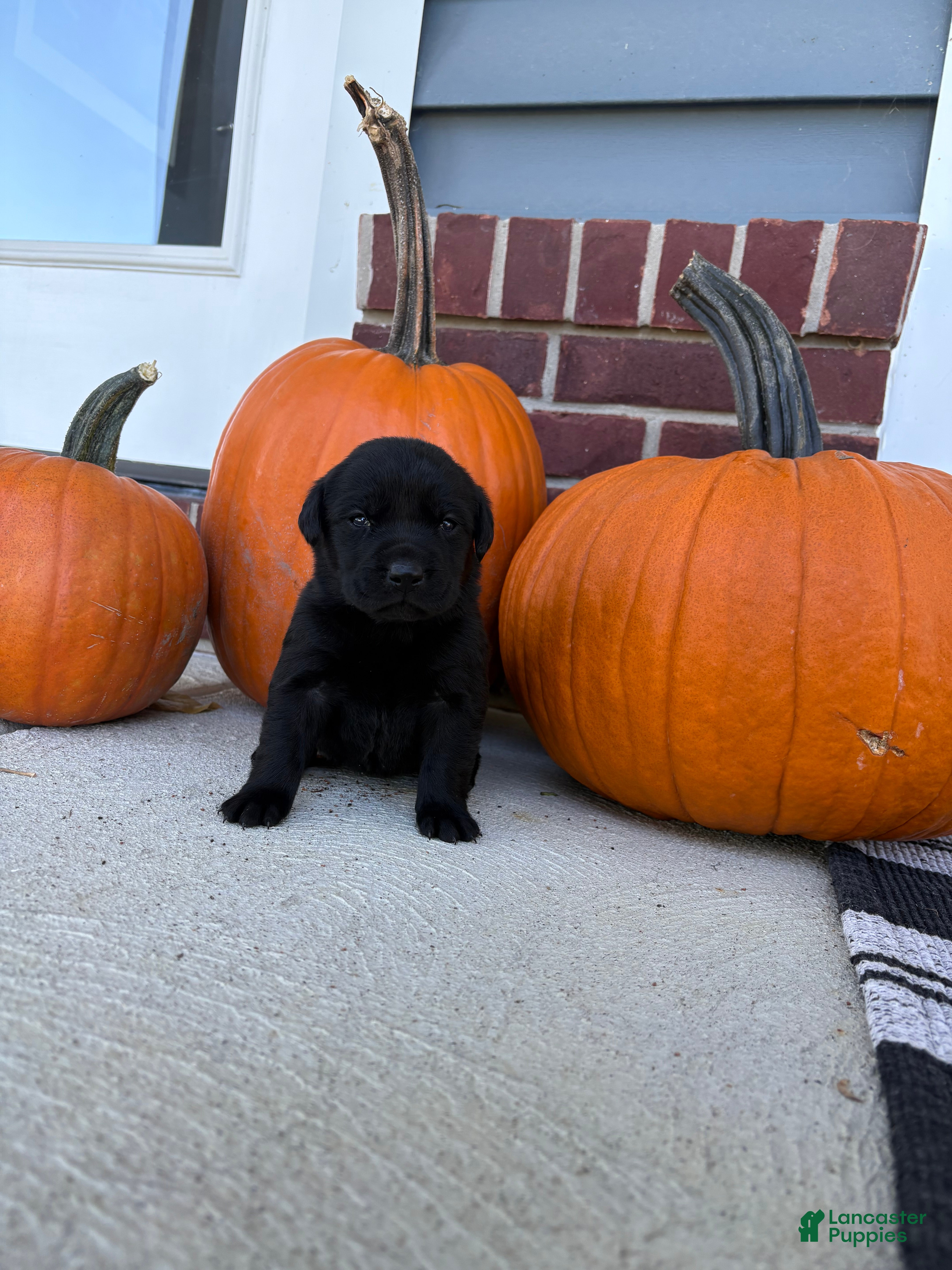 Labrador Retriever dogs for sale: Labrador Retriever 9 - Ad 3