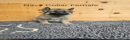 German Shepherd dogs for sale: German Shepherd 3 - Ad 1