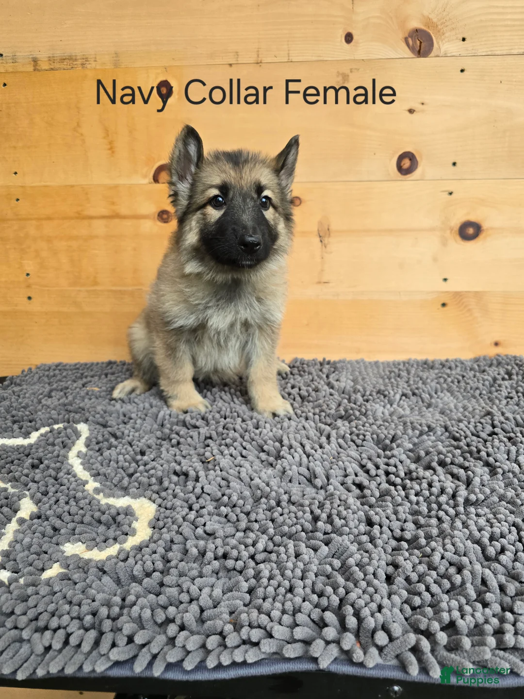 German Shepherd dogs for sale: German Shepherd 3 - Ad 1