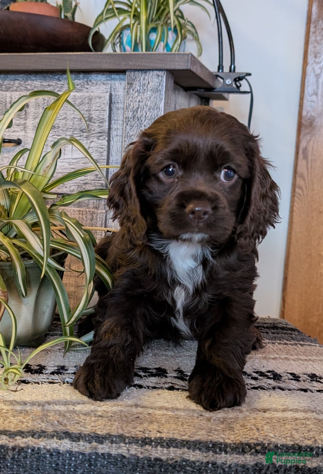 Cocker Spaniel dogs for sale: Holly - Ad 3