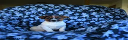 Jack Russell Terrier dogs for sale: Litter of Jack Russell - Ad 11