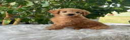 Mini Goldendoodle dogs for sale: Carrie - Ad 5