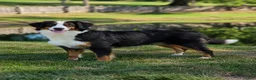 Bernese Mountain Dog dogs for sale: Denali - Ad 5