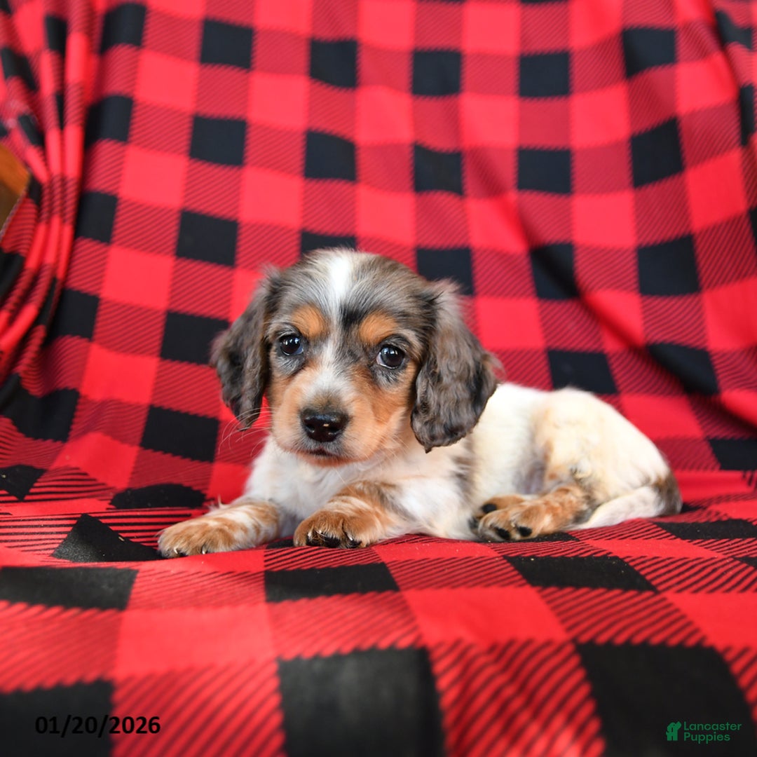 Miniature Dachshund dogs for sale: Piper - Ad 2