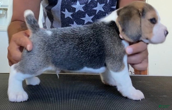 Beagle dogs Beagle 2 - Ad 1