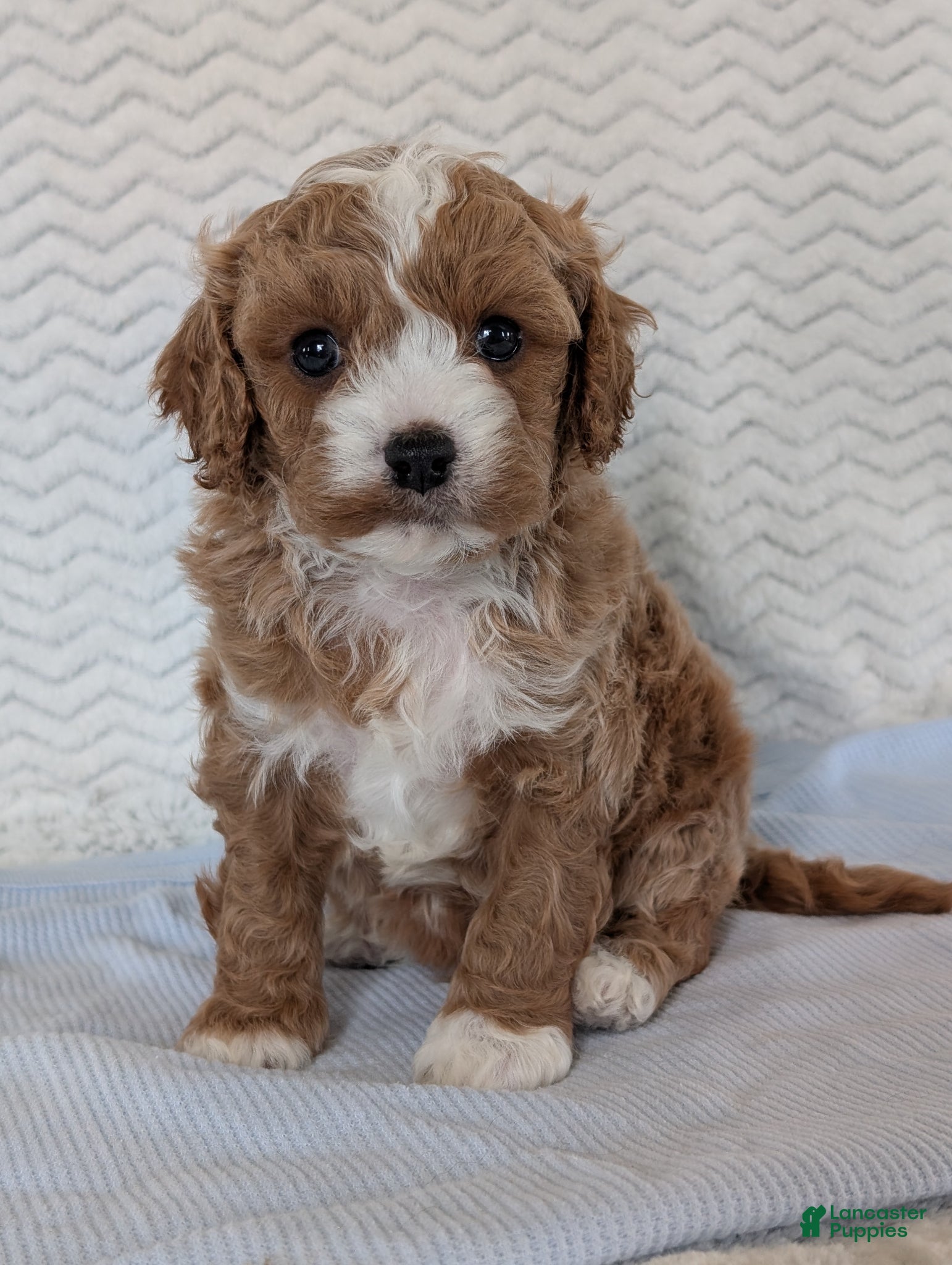 Cavapoo dogs Kody - Ad 1