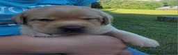 Labrador Retriever dogs for sale: Laredo  - Ad 10