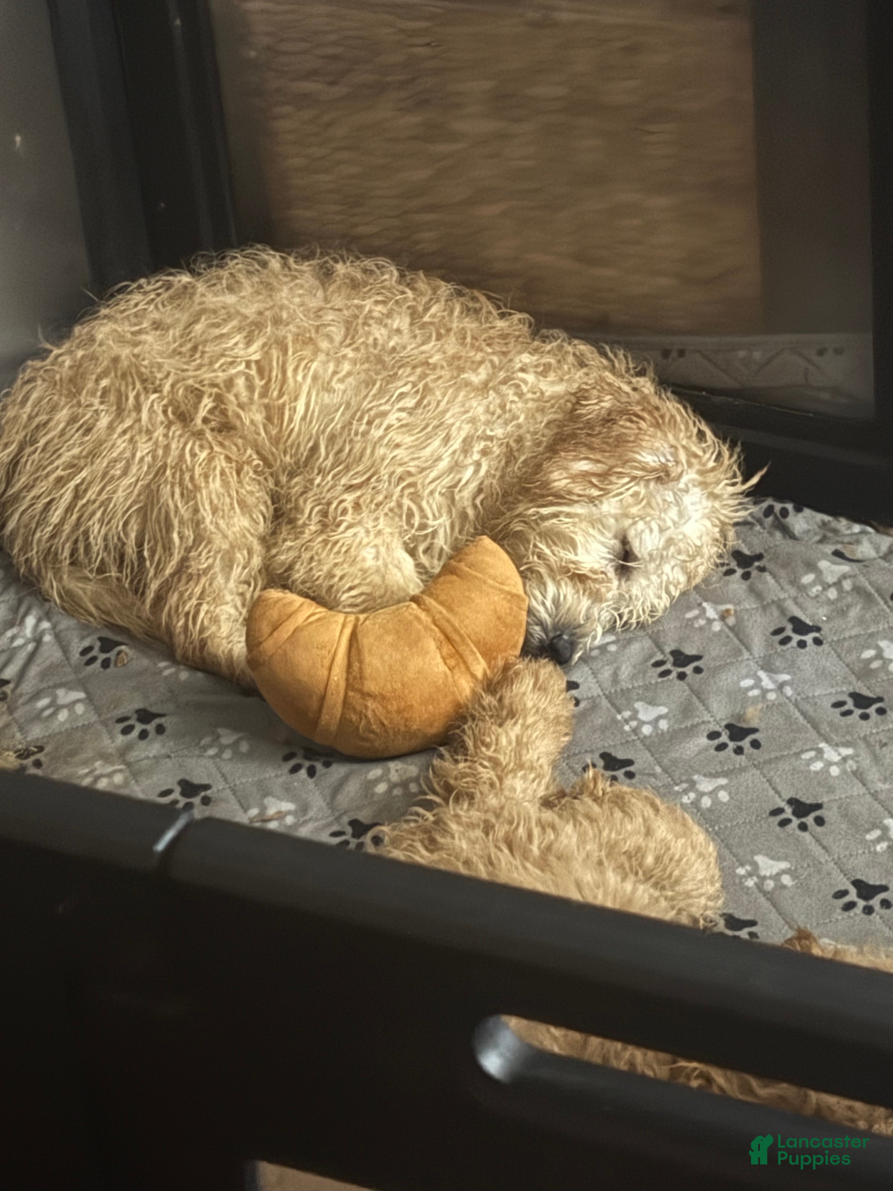 Goldendoodle dogs Honey - Ad 2