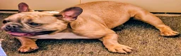 French Bulldog dogs for sale: Taz - Ad 3