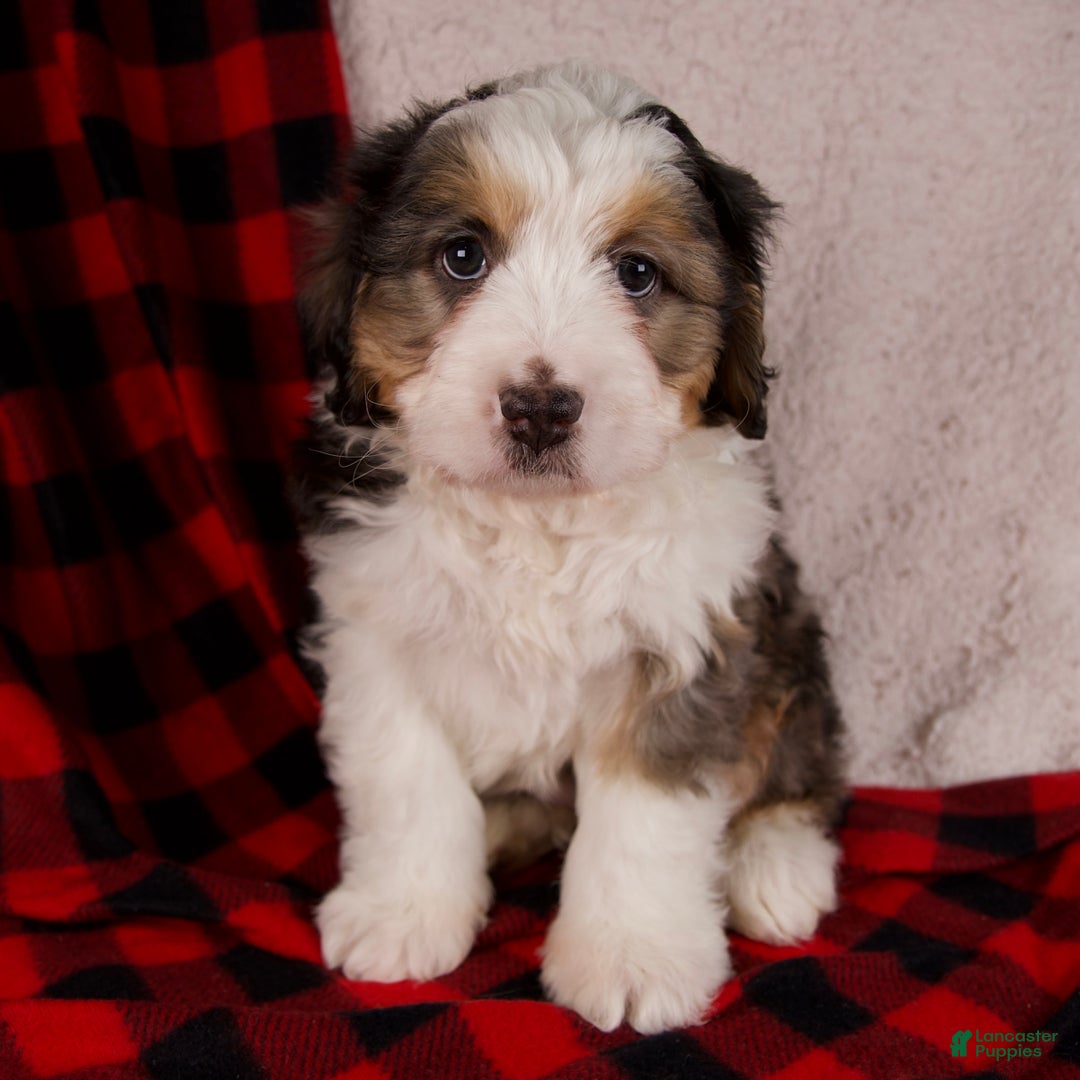 Mini Bernedoodle dogs for sale: Jolly Boy *Potty Training* - Ad 1