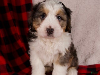 Mini Bernedoodle dogs Jolly Boy - Ad 6