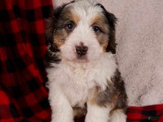 Mini Bernedoodle dogs Jolly Boy - Ad 30