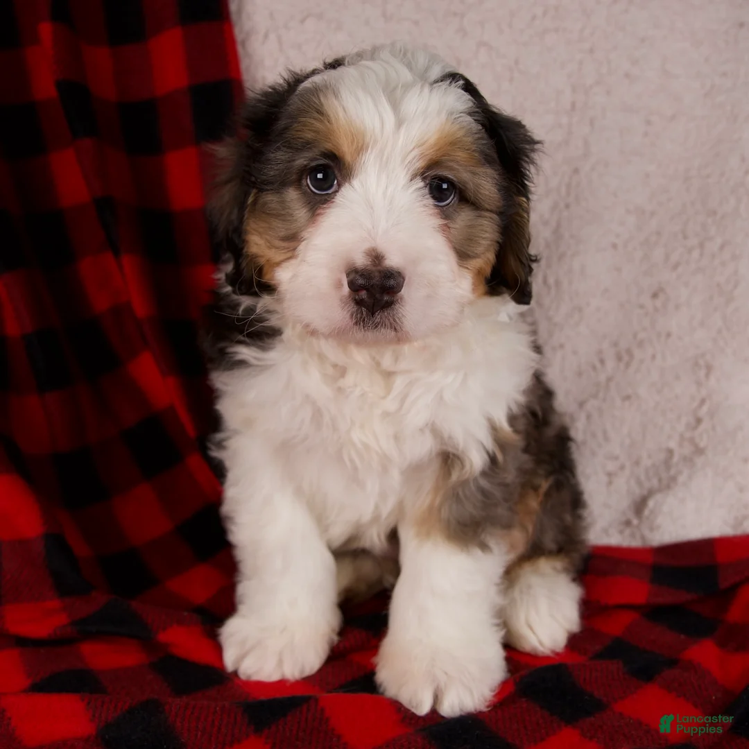 Mini Bernedoodle dogs for sale: Jolly Boy *Turf Trained* - Ad 1