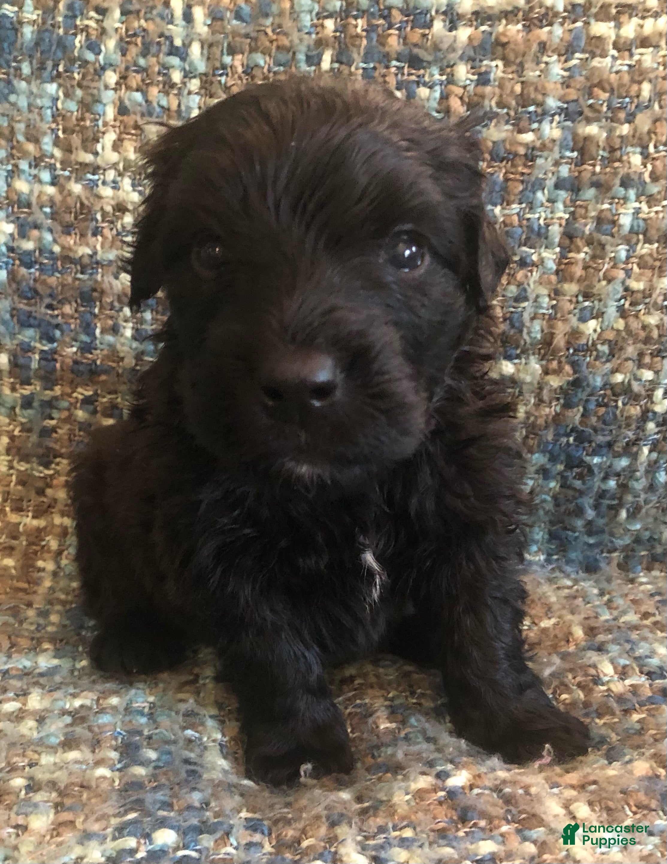 Bouvier Des Flandres dogs Bouvier Des Flandres Boy - Ad 1