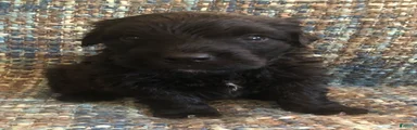 Bouvier Des Flandres Boy