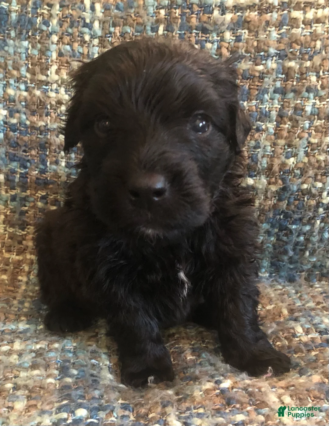 Bouvier Des Flandres dogs for sale: Bouvier Des Flandres Boy - Ad 1