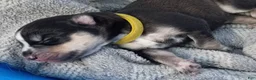 Siberian Husky dogs for sale: Yellow Collar 1st Born - Temp Name is Sunny - Ad 6