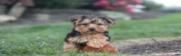 Yorkiepoo dogs for sale: Beckham - Ad 11