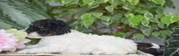 Miniature Poodle dogs for sale: Hannah - Ad 5