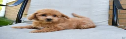 Bichpoo dogs for sale: Kenzie 🐶💖 - Ad 3