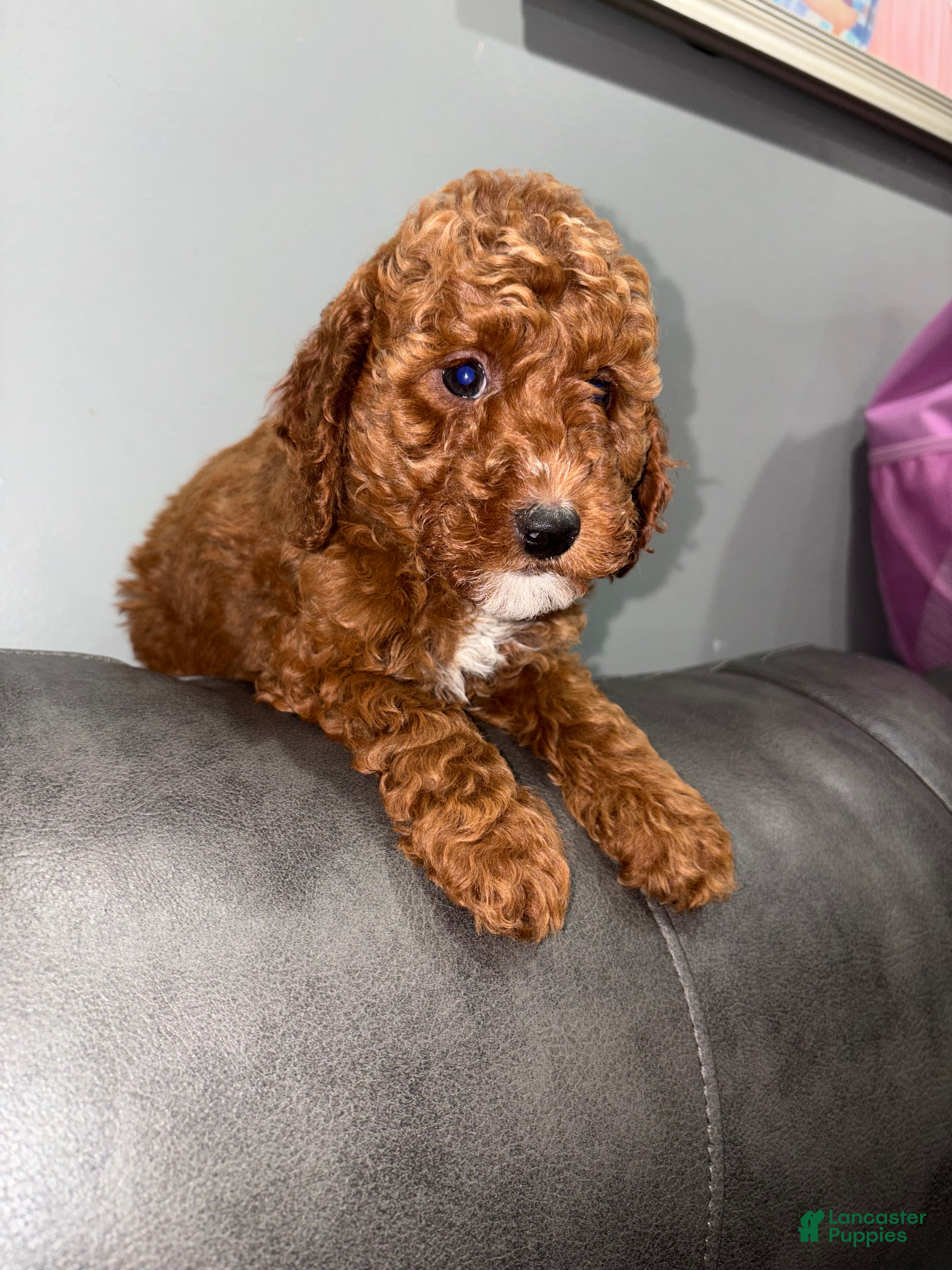 Toy Poodle dogs for sale: Roy - Ad 1