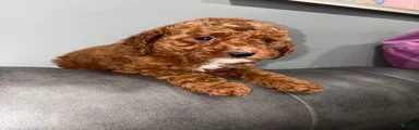 Roy