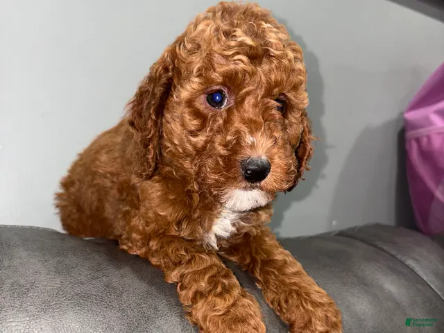 Toy Poodle dogs for sale: Roy - Ad 1