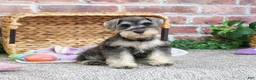 Miniature Schnauzer dogs for sale: Maria  - Ad 1