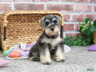 Miniature Schnauzer dogs Maria - Ad 13