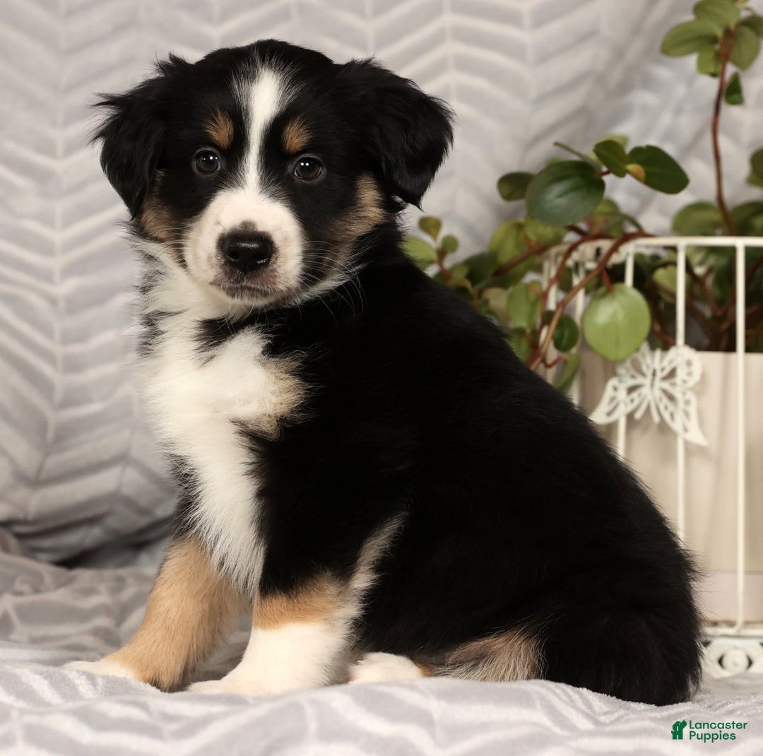 Miniature Australian Shepherd dogs for sale: Jimmy - Ad 9