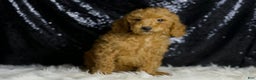 Mini Goldendoodle dogs for sale: Junebug - Ad 5