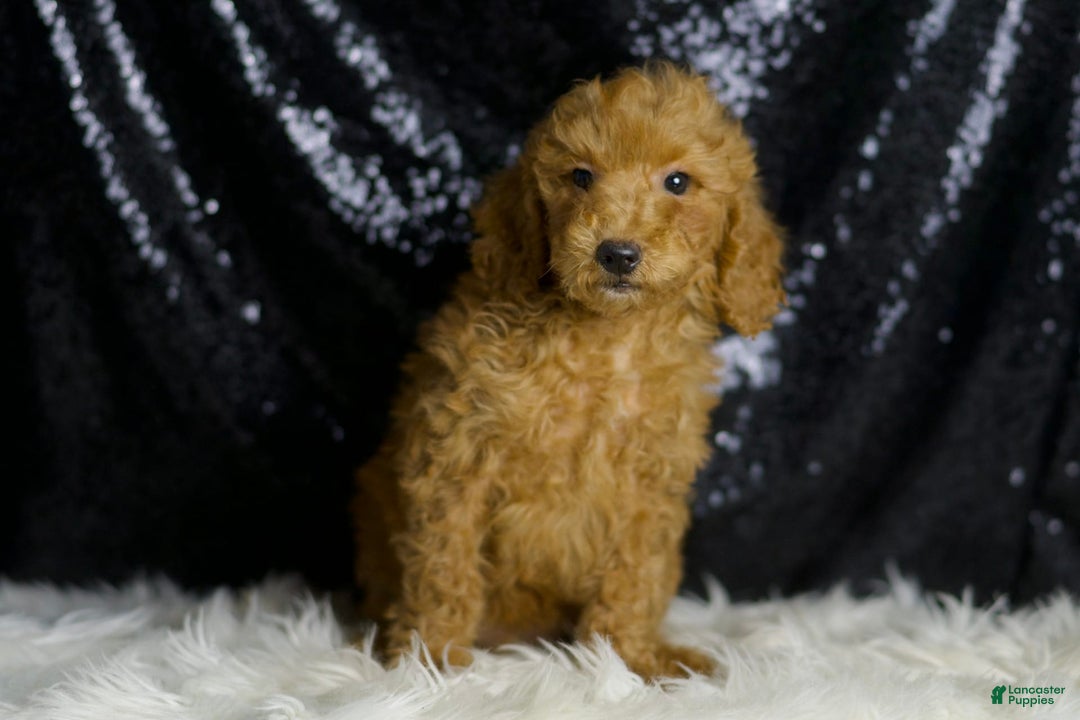 Mini Goldendoodle dogs for sale: Junebug - Ad 5