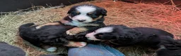 Bernese Mountain Dog dogs for sale: Belle - Ad 18