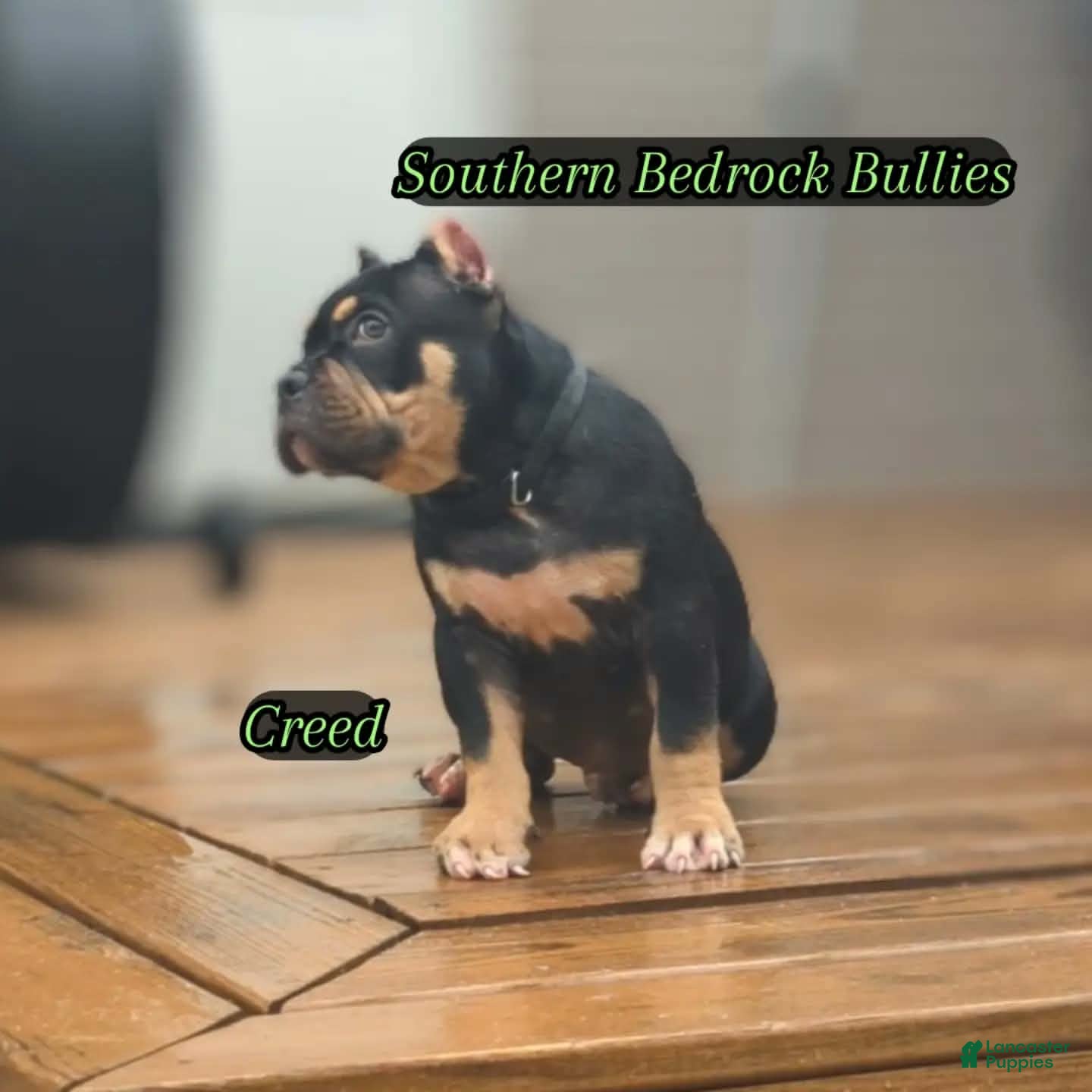 American Bully dogs American Bully 1 - Ad 19