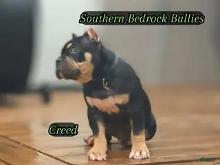 American Bully dogs American Bully 1 - Ad 37