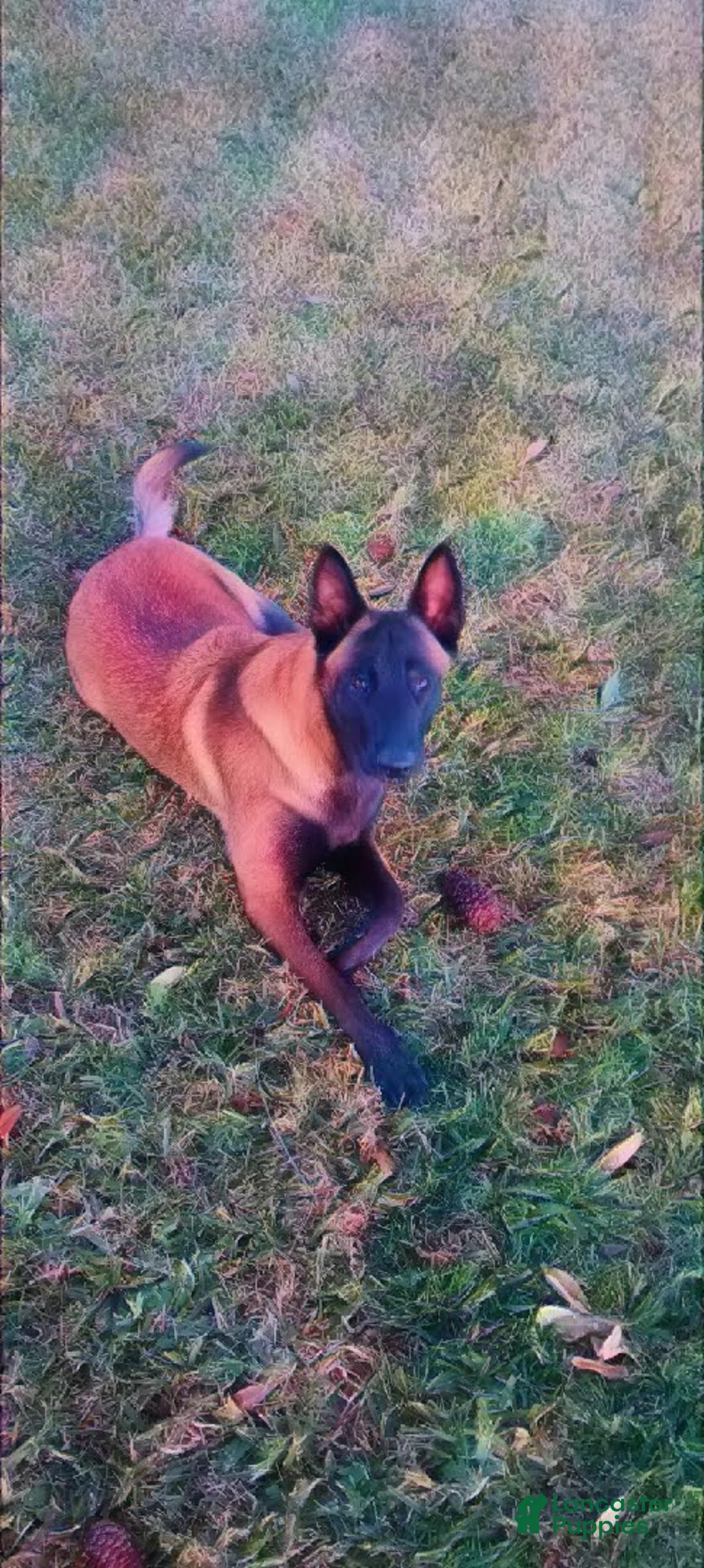 Belgian Malinois dogs for sale: Belgian Malinois Puppy 10 - Ad 2