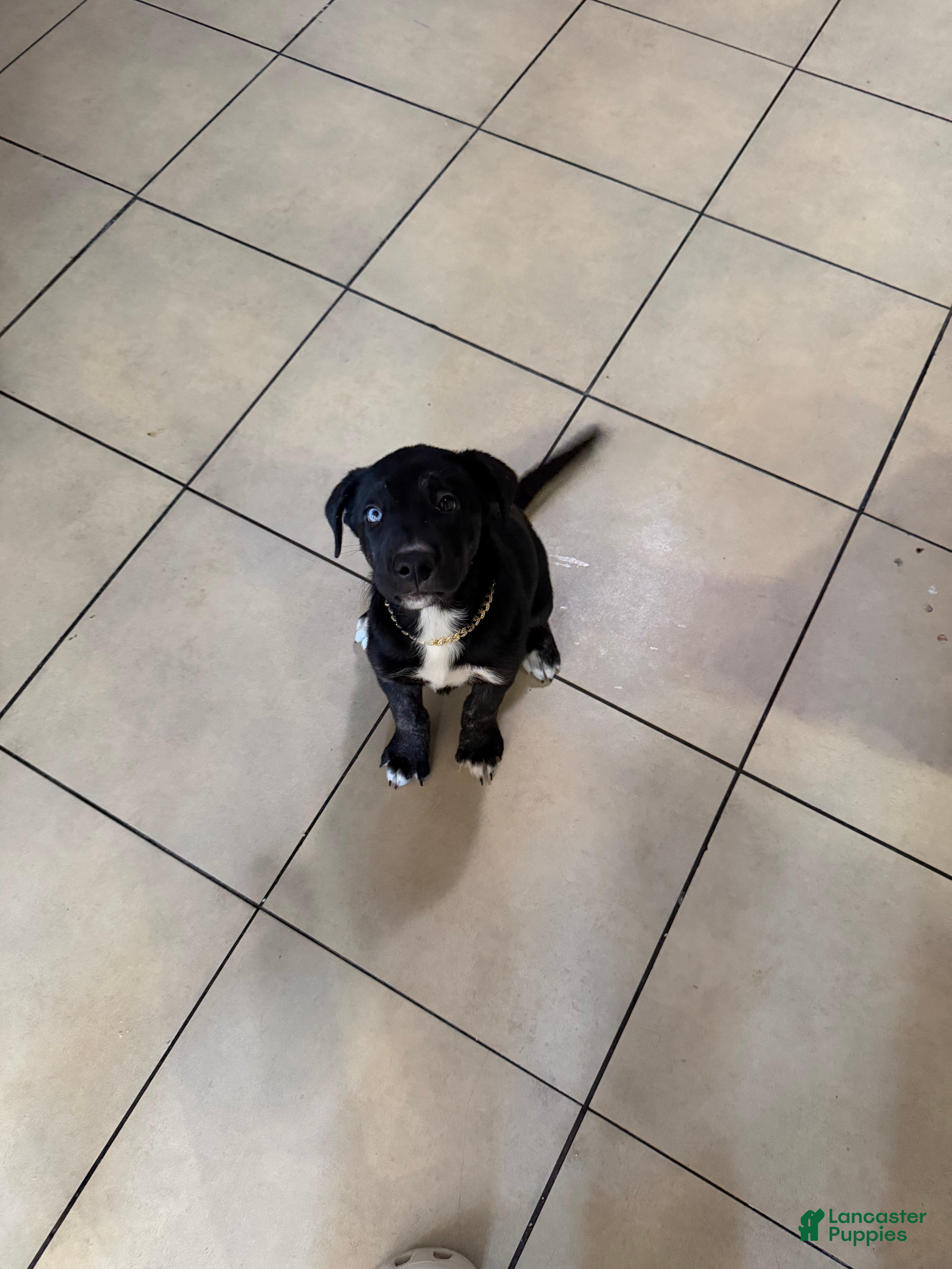 Mixed Breed dogs Mixed Breed 1 - Ad 36
