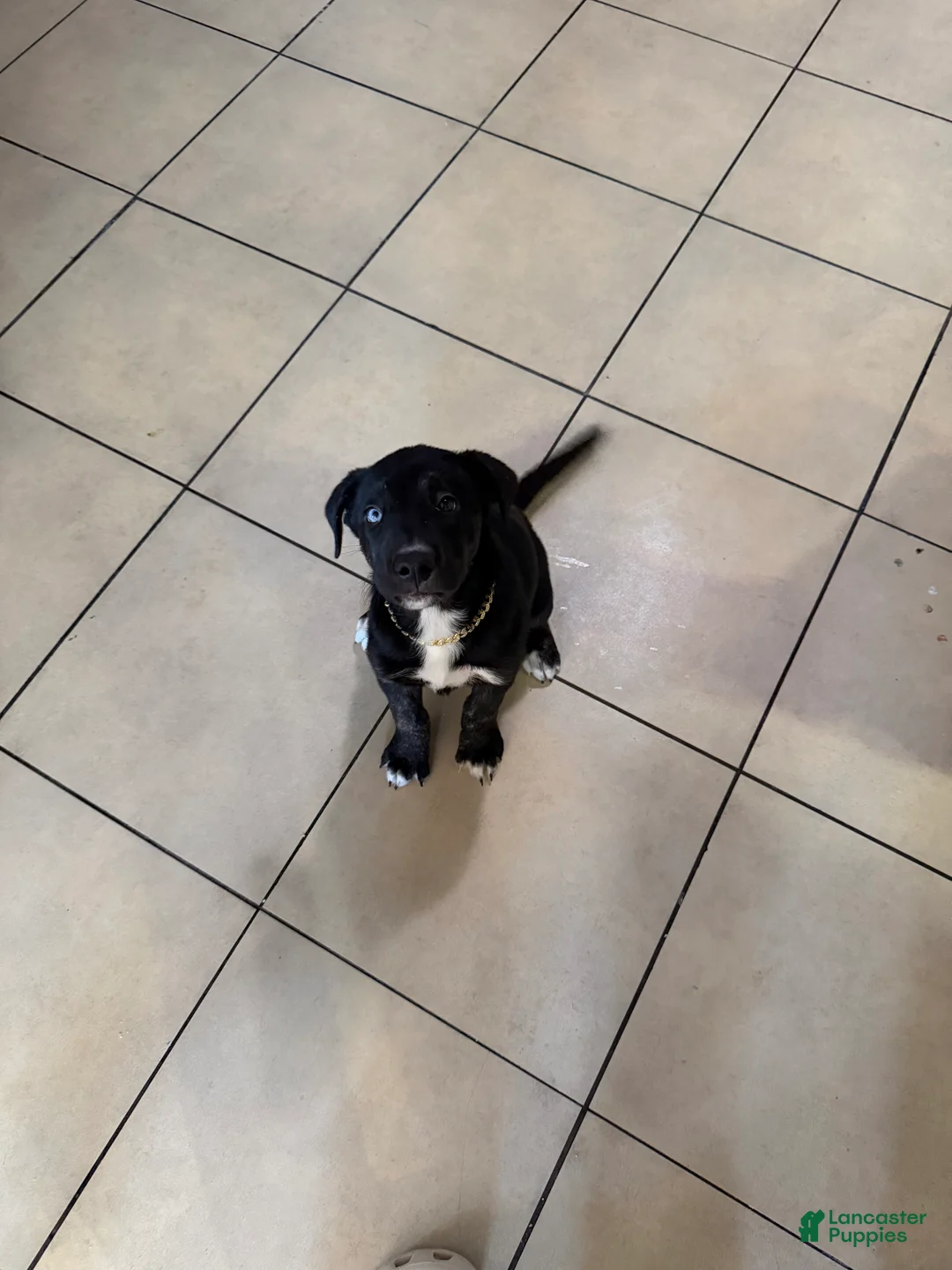 Mixed Breed dogs for sale: Mixed Breed 1 - Ad 1