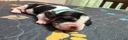 Basset Hound dogs for sale: Pedro- light blue - Ad 1