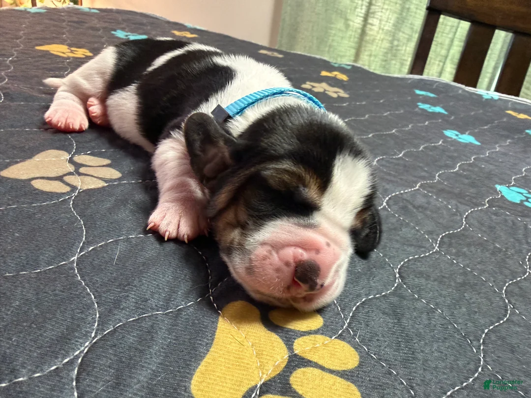 Basset Hound dogs for sale: Pedro- light blue - Ad 1